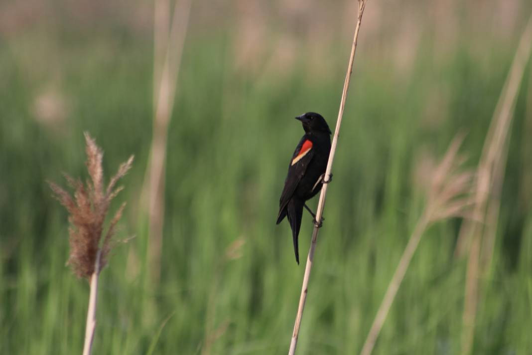 Yürüyüş yolundaki kuşlar böyle görüntülendi - Resim: 9
